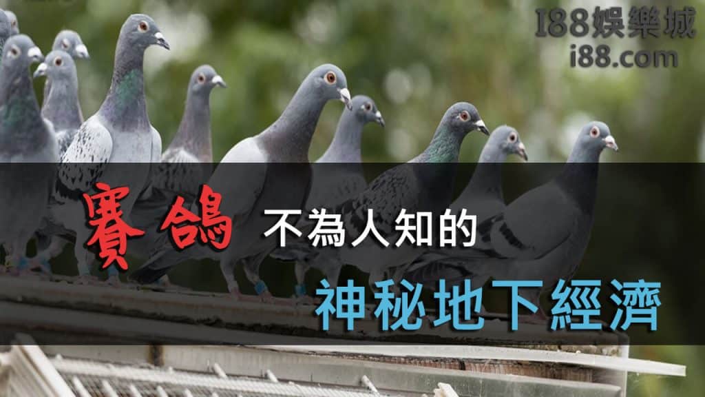 Read more about the article 賽鴿│賽鴿比賽│獨1無2台灣最神秘、獎金獲利最高的產業？